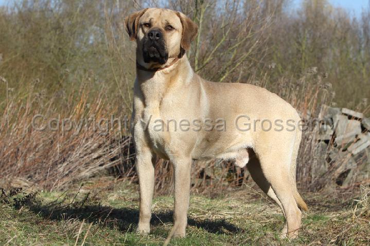 PHOTOTHEQUE VANESSA GROSSEMY/MATIN BELGE - BELGIAN MASTIFF/MATIN BELGE 019